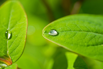 新緑と雨粒