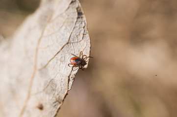 Ixodes scapularis