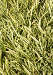 Natural Grass Plant Texture