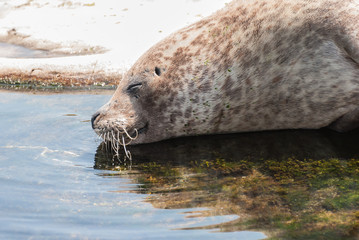 Grey Seal