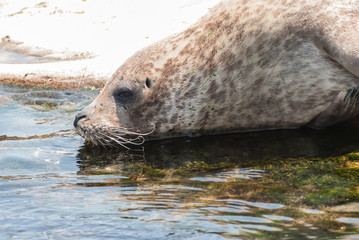 Grey Seal