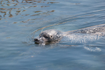 Marine Lion