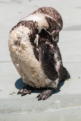Brown Penguin