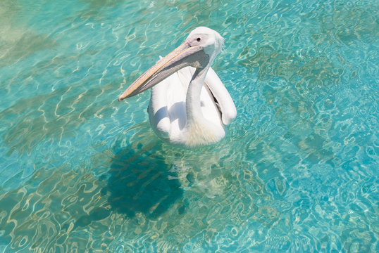 White Pellican