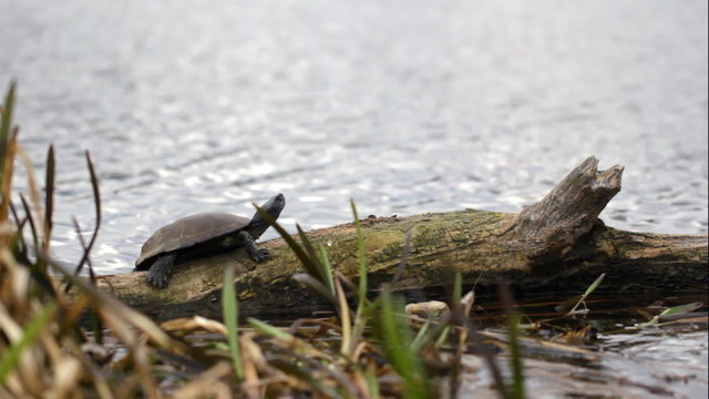 Turtle sunbathing on a log