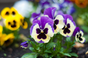 viooltje bloemen