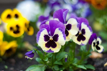 Wall murals Pansies pansy flowers