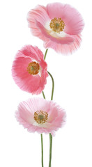 Fototapeta premium poppy