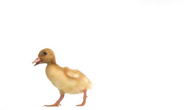 Duckling running on white background