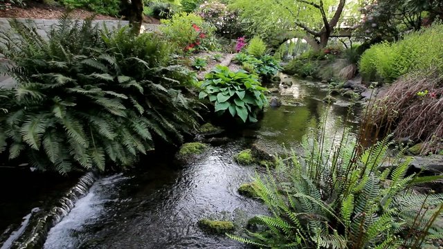Ferns and Hostas along a Creek in Crystal Springs Garden 1080p