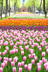 Spring park, tulips in foreground