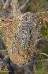 Processionary caterpillar