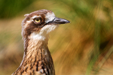Stone Curlew