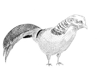 golden pheasant bird sketch illustration