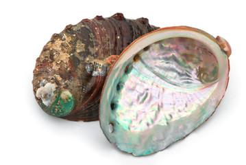 two abalone shells on a white background © Freer