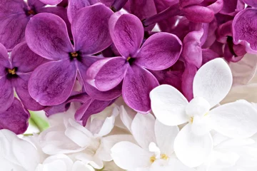 Papier Peint photo Lavable Macro Beau bouquet de lilas violet et blanc