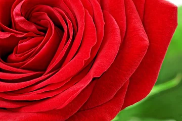Fototapete Macro Schöne rote Rosenblüte. Nahaufnahme.