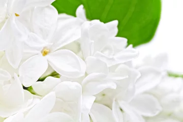 Fotobehang Macro Mooie witte lila. Geïsoleerd over wit.