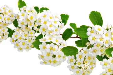 Papier Peint photo Lavable Macro Bel arbuste à fleurs blanches Spirea aguta (couronne des mariées).