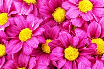 Foto auf Acrylglas Macro Schöne violette rote Dahlienblumen. loseup