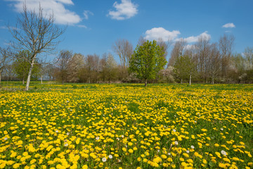 Blooming dandelions in a field in spring