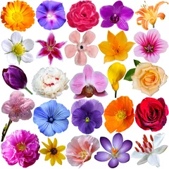 Foto op Plexiglas Viooltjes Flowers set