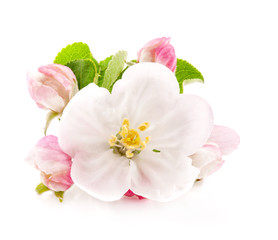 Apple tree flowers isolated on white, spring blossoms