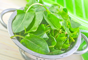 sorrel