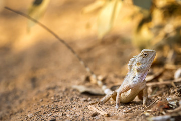 Indian garden lizard (Calotes versicolor)