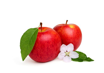 Two red apple with apple flower.