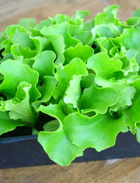 plants de salade batavia en barquette