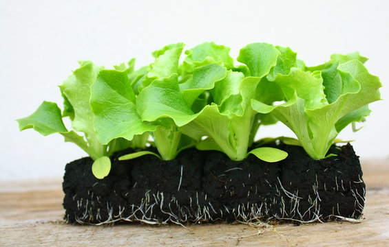 plants de salade batavia