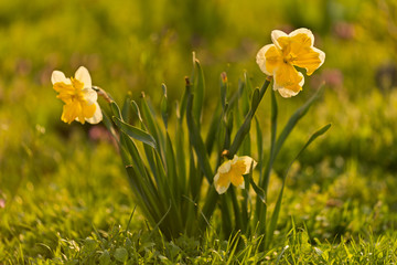 Fototapeta premium daffodils