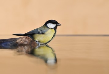 Obraz premium Parus major in the water.