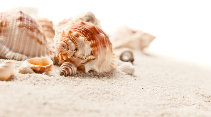 Cockleshells on sea sand