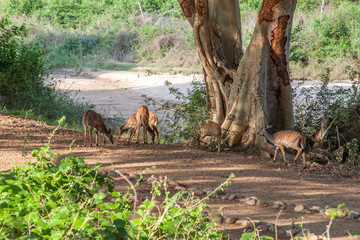 Wild herd of antelope  in national Kruger Park in UAR