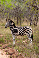 Wild striped zebra  in national Kruger Park in South Africa