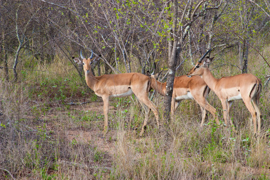 Fototapeta Wild herd of antelope  in national Kruger Park in UAR
