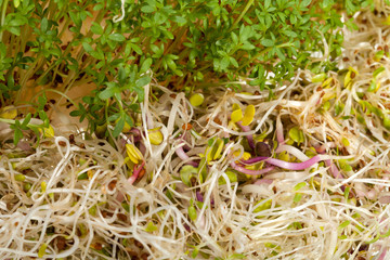 Fresh alfalfa sprouts and cress on white background