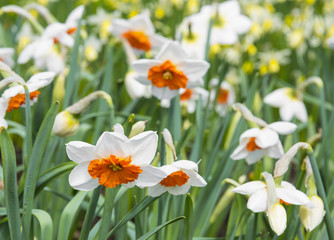 white daffodils in the garden