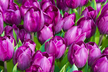 purple tulips