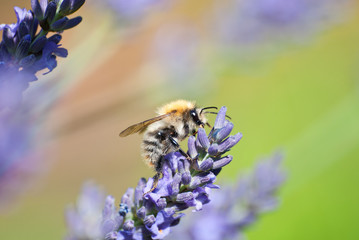 Bumble bee on lavender flower.