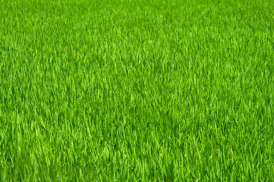 Green grass rice field background
