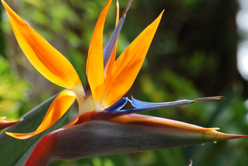 Strelitzia