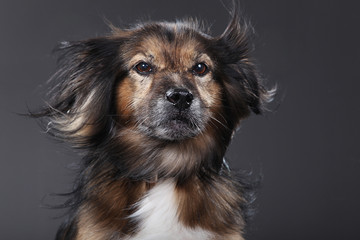 Hund Gesicht im Wind mit fliegenden Ohren Nahaufnahme