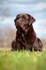 brown labrador retriever dog portrait