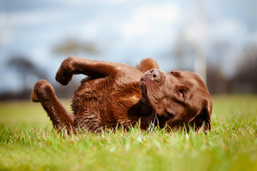 brown labrador dog rolling on the grass - obrazy, fototapety, plakaty