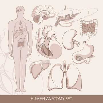 Vector set of human  organs
