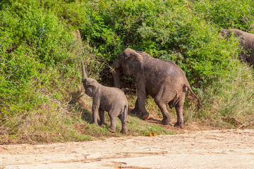 Wild herd of elephants  in Africa in national Kruger Park in UAR