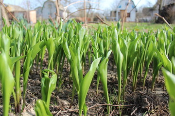 Obraz premium green sprouts lilies of the valley in spring